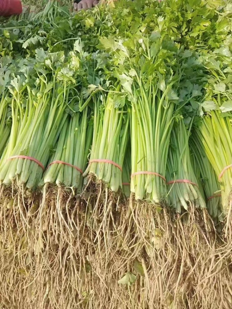 山东聊城，精品香芹，产地直供，货源充足，全国代发