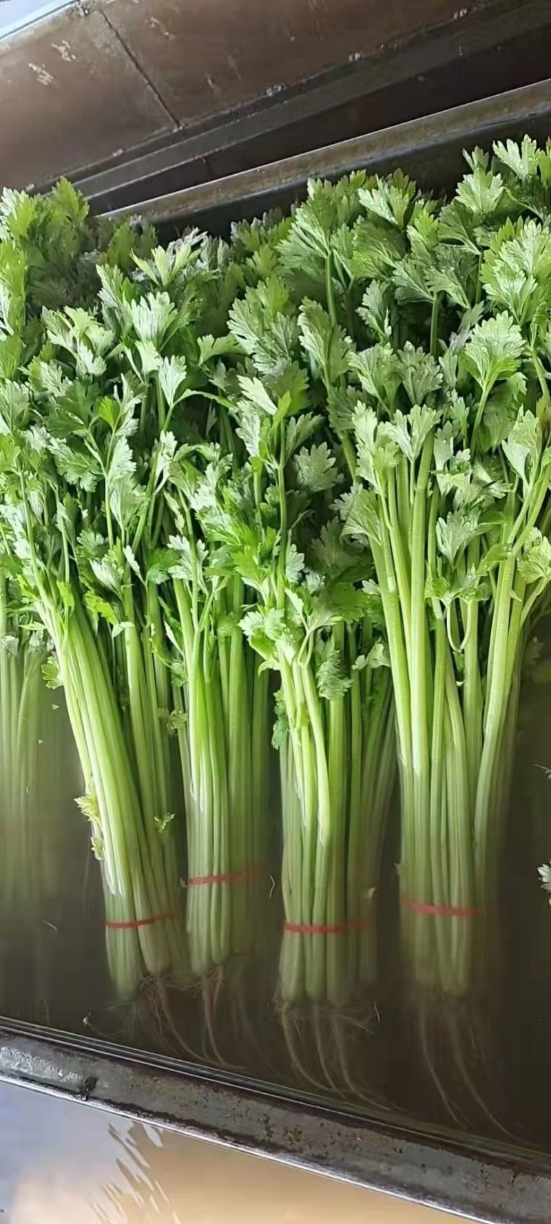 山东聊城，精品香芹，产地直供，货源充足，全国代发
