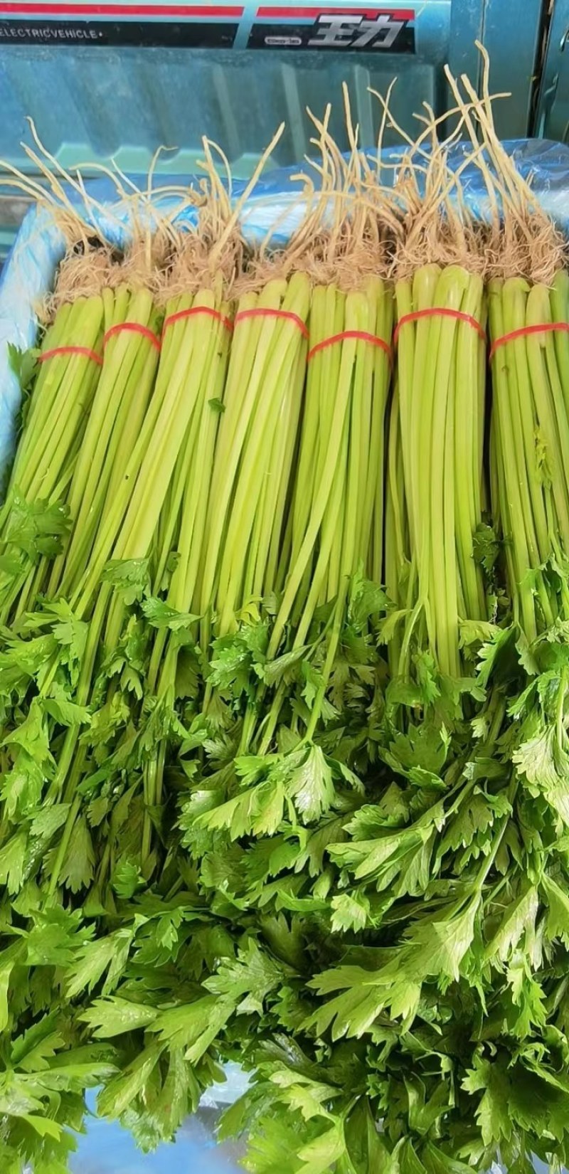 山东聊城，精品香芹，产地直供，货源充足，全国代发