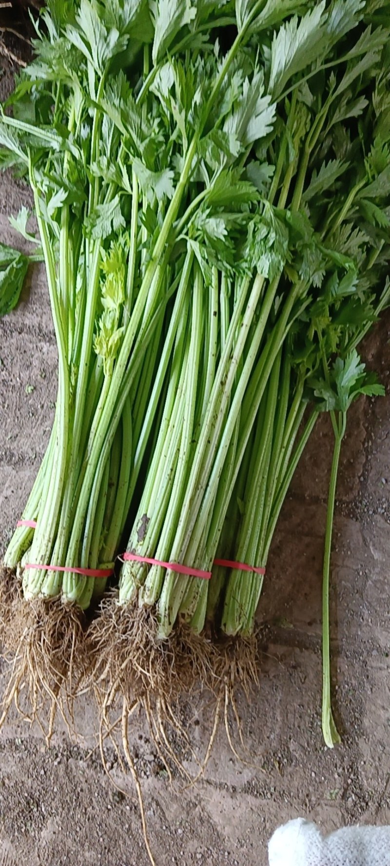 山东聊城，精品香芹，产地直供，货源充足，全国代发
