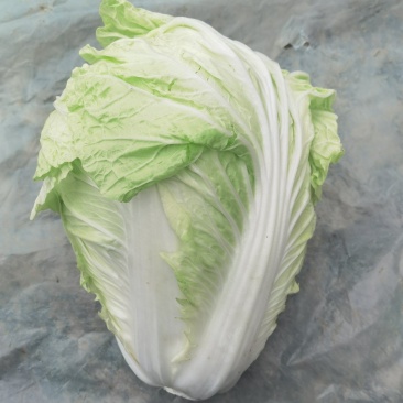 河南夏阳白大量上市中，保质保量。