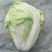 河南夏阳白大量上市中，保质保量。