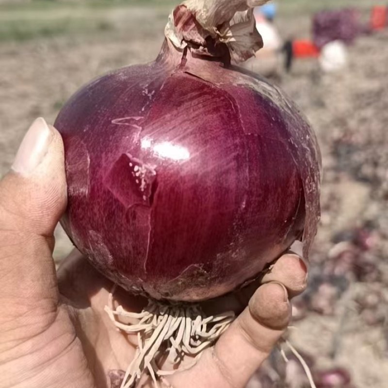 安丘红皮洋葱热卖中性价比高紫皮洋葱黄皮洋葱商超市场加工厂