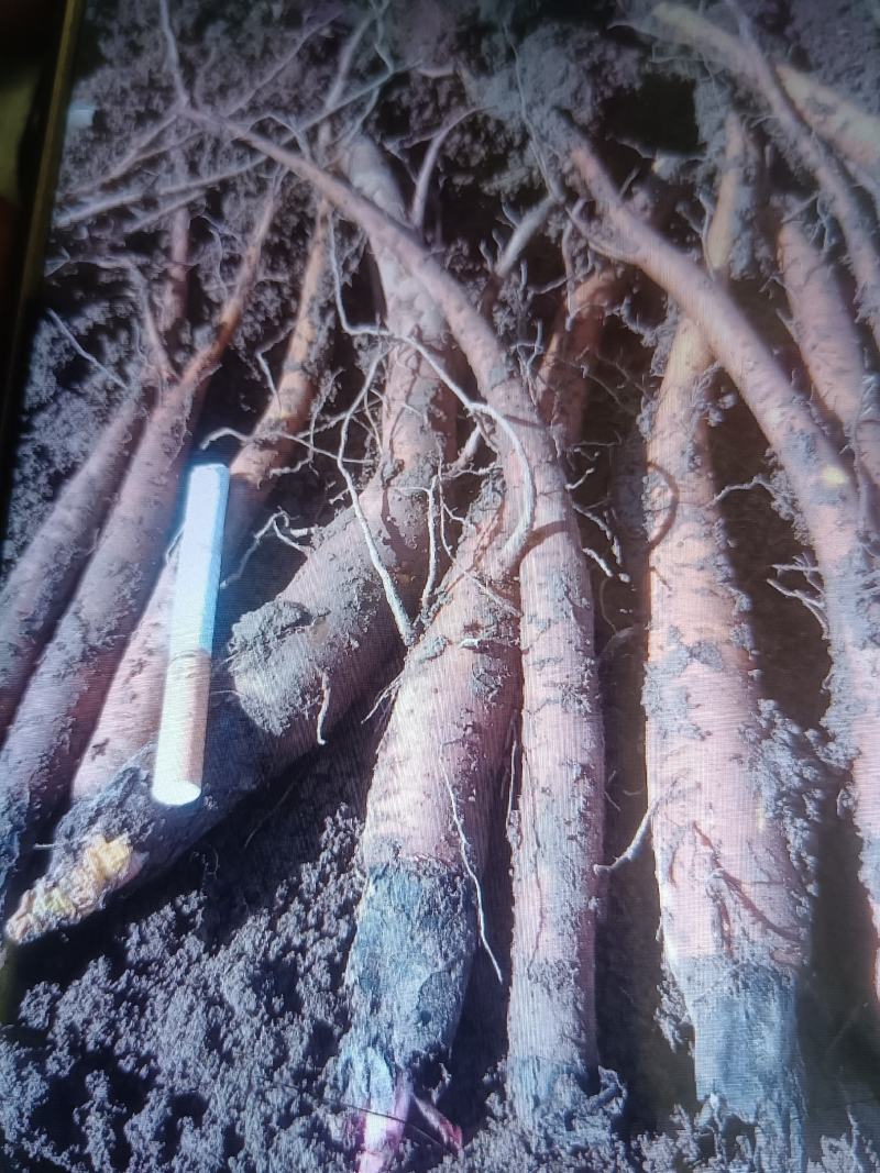 出售中药材大黄苗，自产自销没有中间商转差价