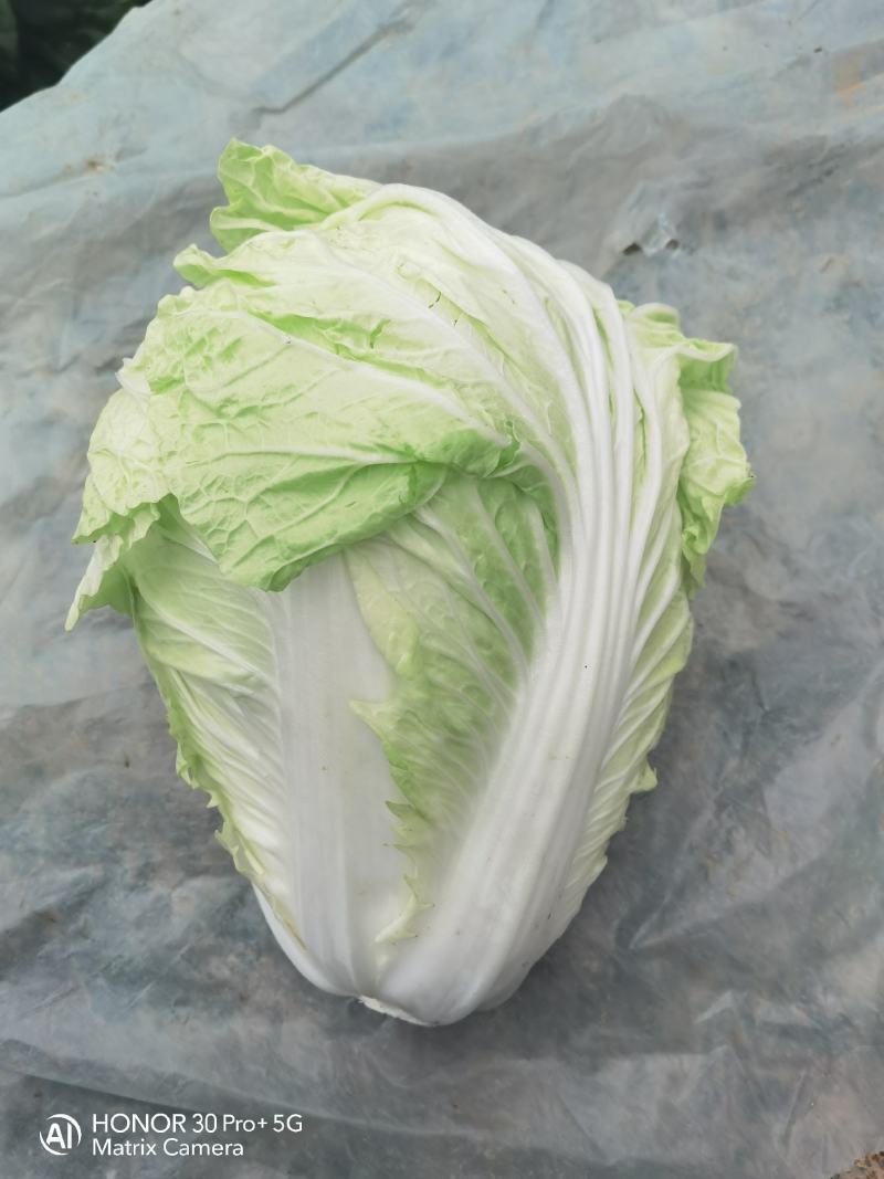 河南夏阳白大量上市中，保质保量。