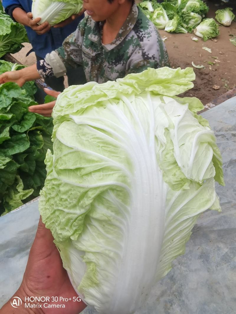 河南夏阳白大量上市中，保质保量。