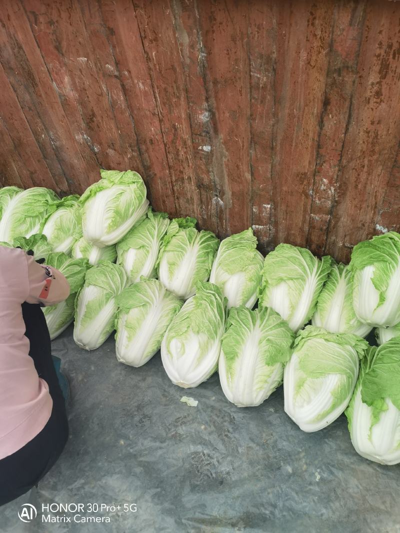 河南夏阳白大量上市中，保质保量。