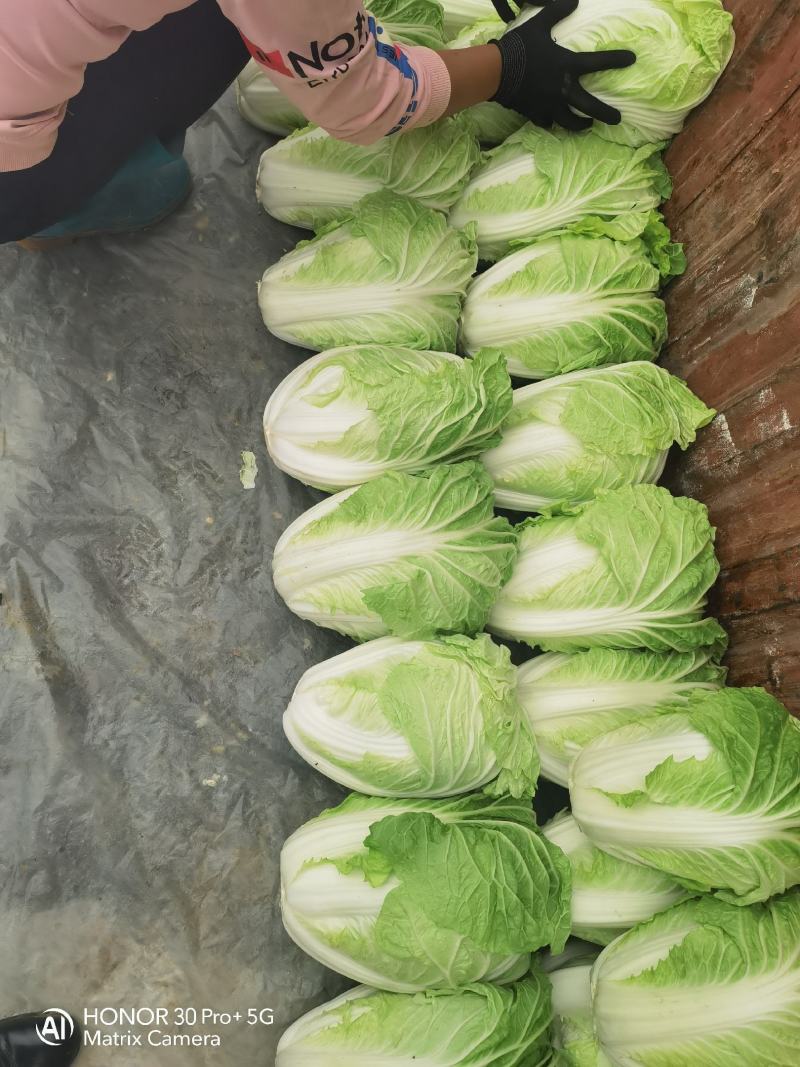 河南夏阳白大量上市中，保质保量。
