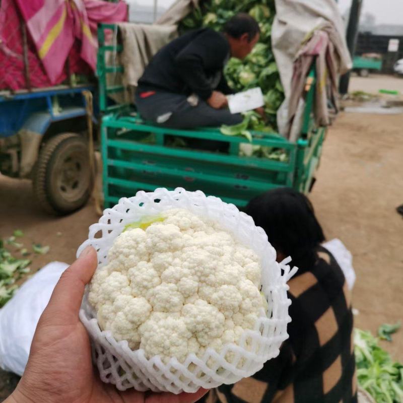 河北邯郸精品菜花大量上市中，货源充足，价格保障，欢迎咨询