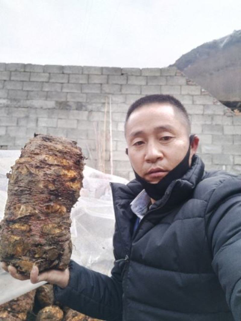 出售中药材大黄苗，自产自销没有中间商转差价