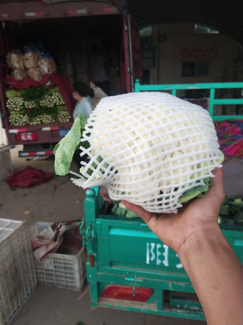 河北邯郸精品菜花大量上市中，货源充足，价格保障，欢迎咨询