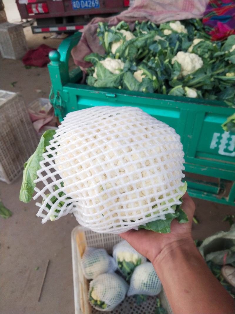 河北邯郸精品菜花大量上市中，货源充足，价格保障，欢迎咨询