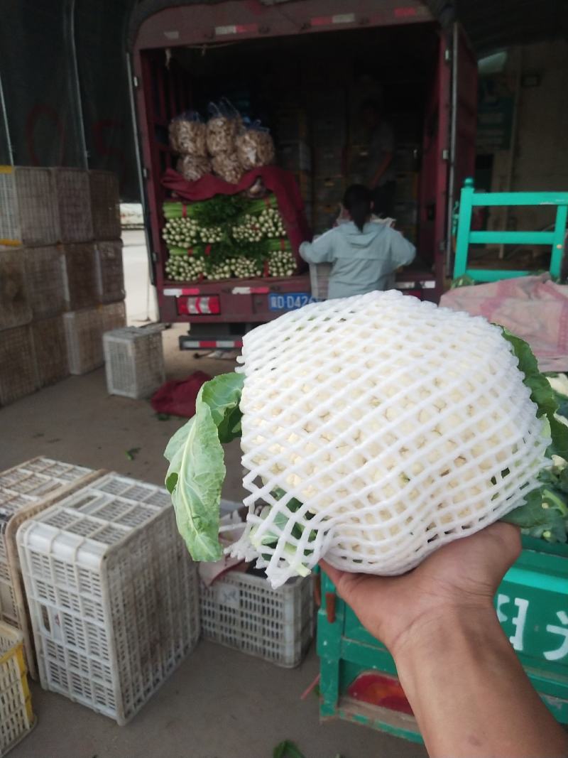 河北邯郸精品菜花大量上市中，货源充足，价格保障，欢迎咨询