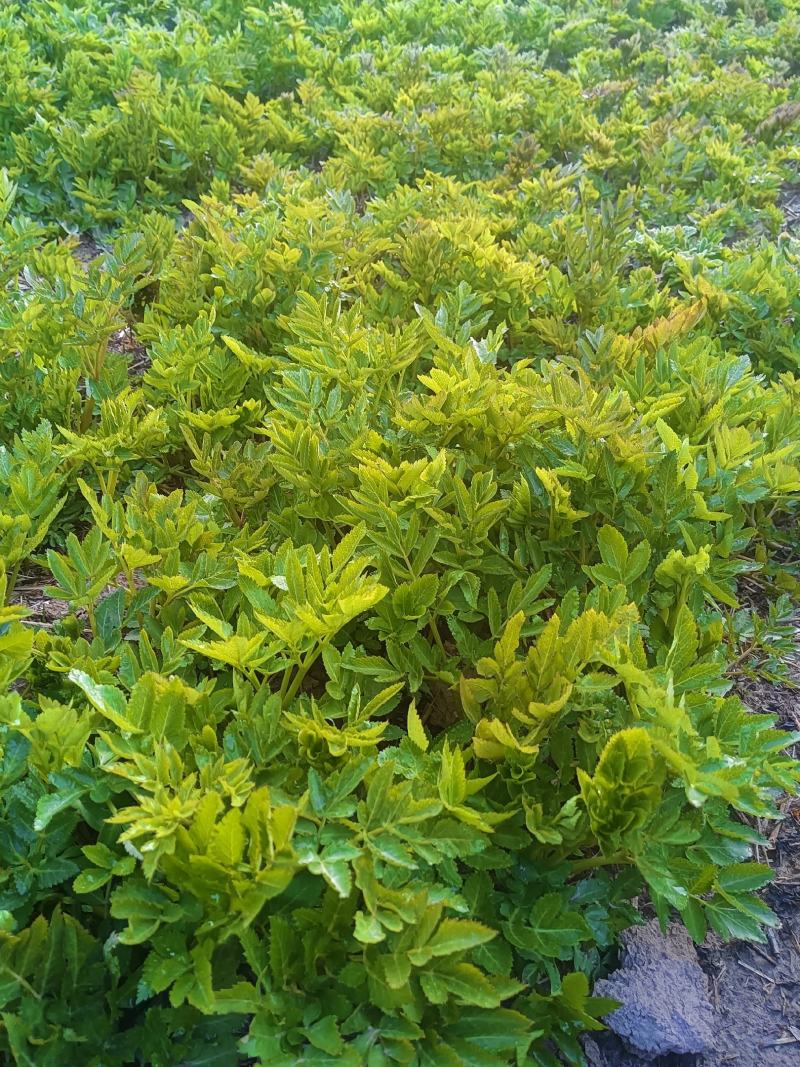 出售中药材羌活苗苗圃直发量大从优全国发货