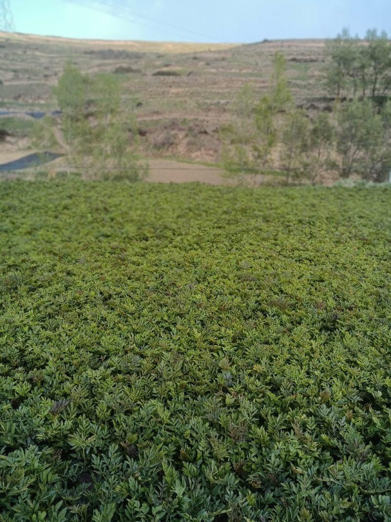 出售中药材羌活苗苗圃直发量大从优全国发货