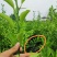 明日见柑橘苗、春见升级版、基地直发，性价比高