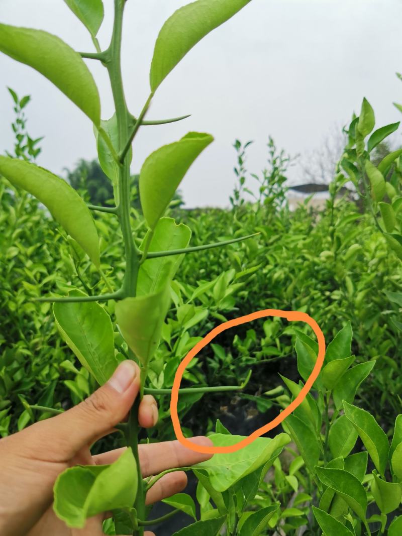 明日见柑橘苗、春见升级版、基地直发，性价比高