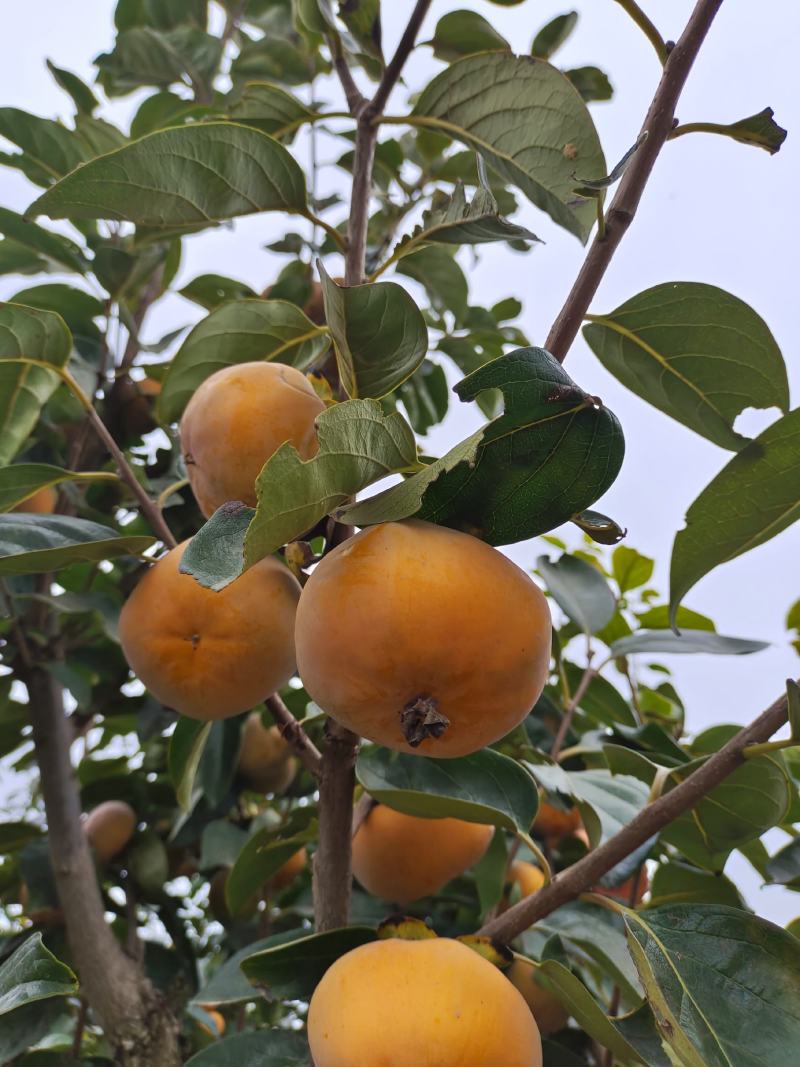 阳丰甜脆柿，色泽靓丽，口感脆甜，量大，选择性强