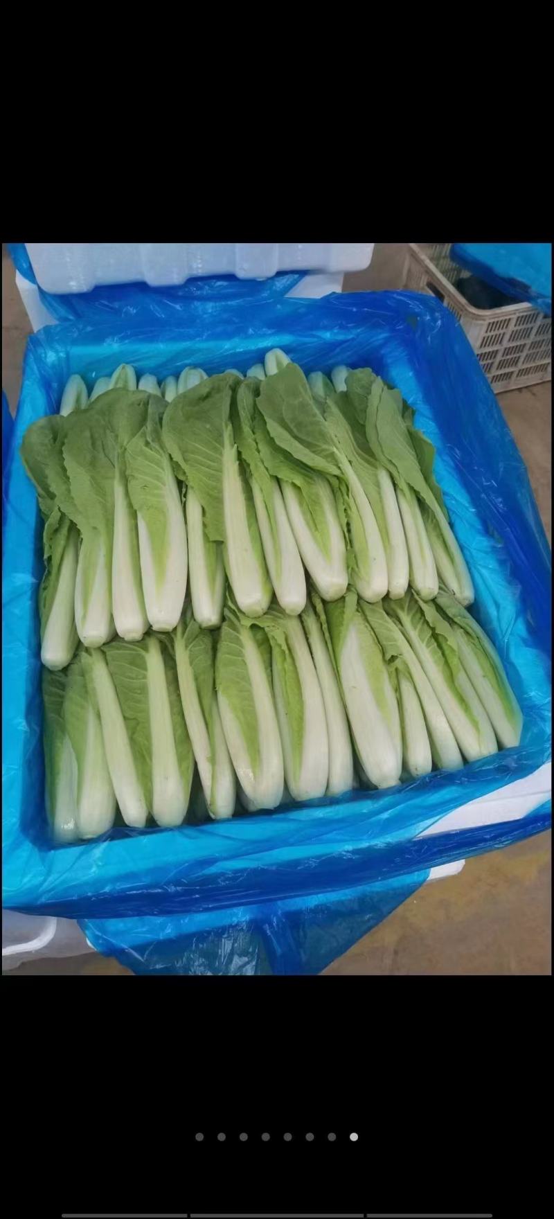 精品生菜-意大利生菜产地直发，一手货源，常年供应。