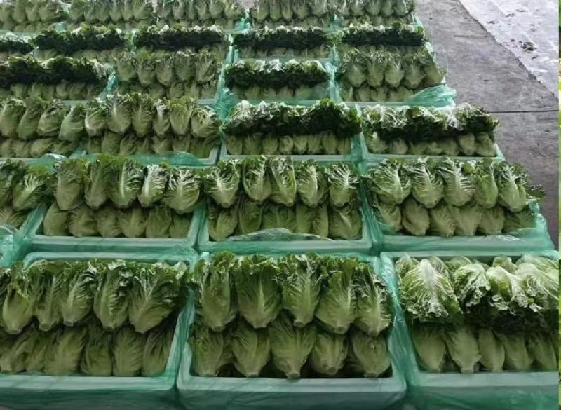 精品生菜-意大利生菜产地直发，一手货源，常年供应。