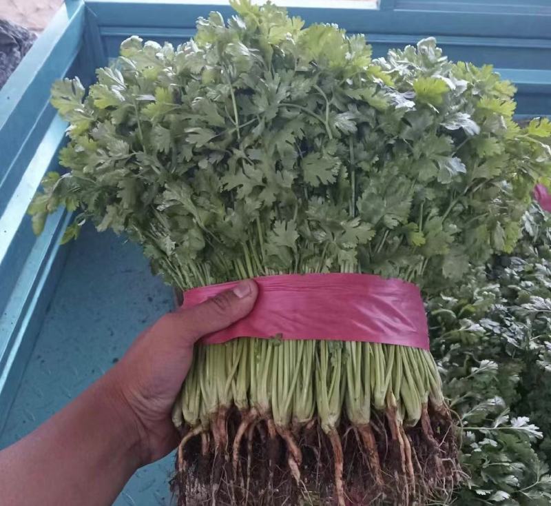 江苏香菜，大叶香菜产地货源，品质保证，规格齐全欢迎下单