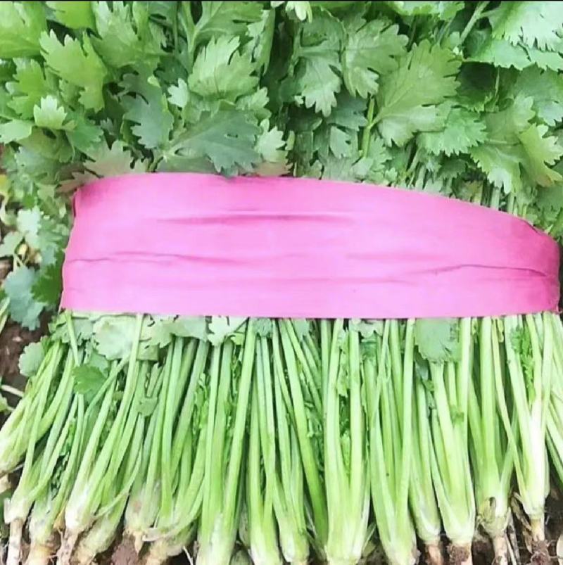 江苏香菜，大叶香菜产地货源，品质保证，规格齐全欢迎下单