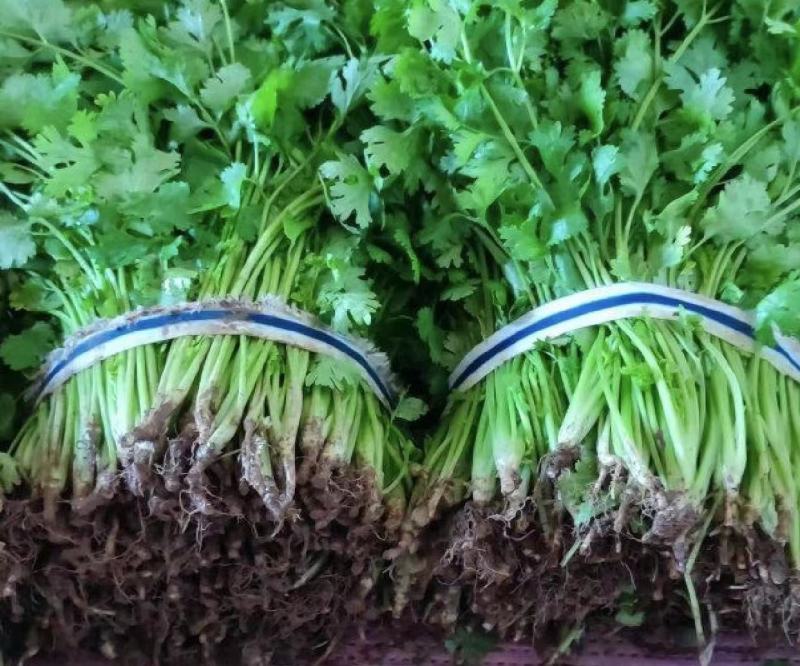江苏香菜，大叶香菜产地货源，品质保证，规格齐全欢迎下单
