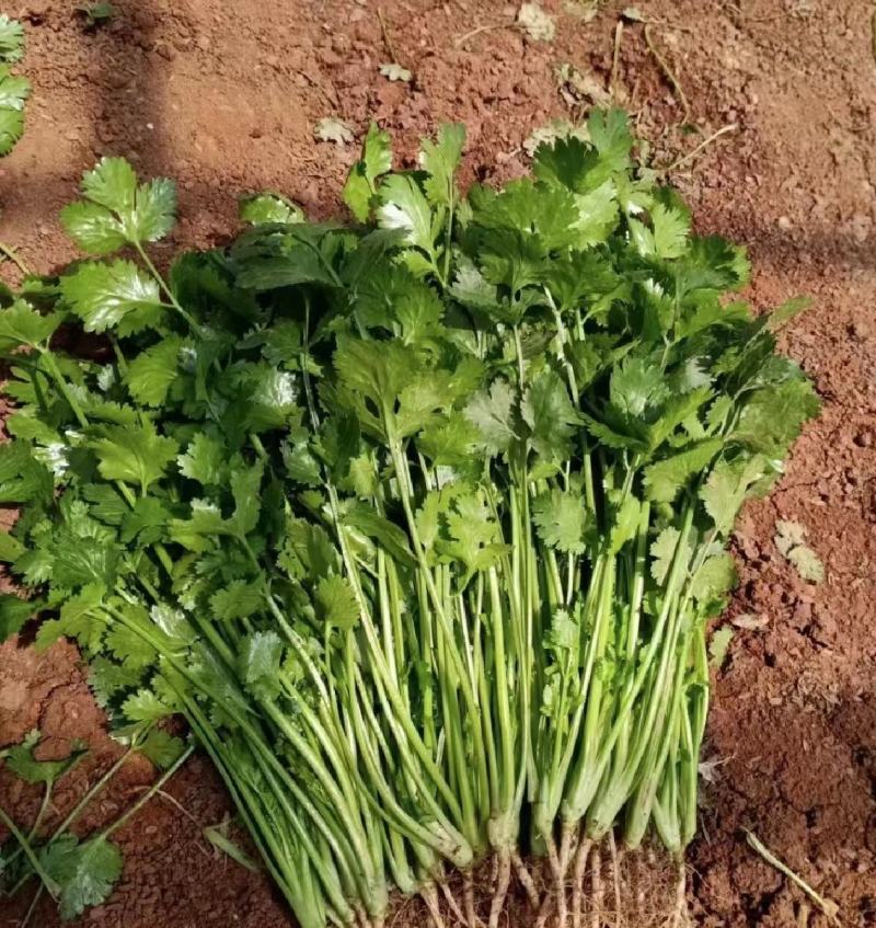 江苏香菜，大叶香菜产地货源，品质保证，规格齐全欢迎下单