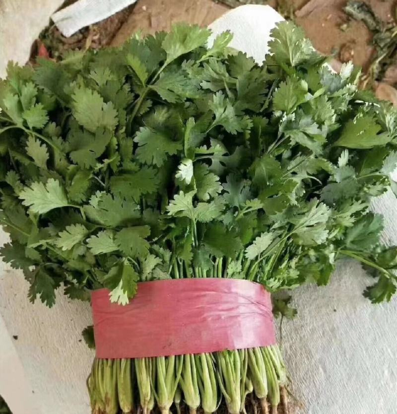 江苏香菜，大叶香菜产地货源，品质保证，规格齐全欢迎下单