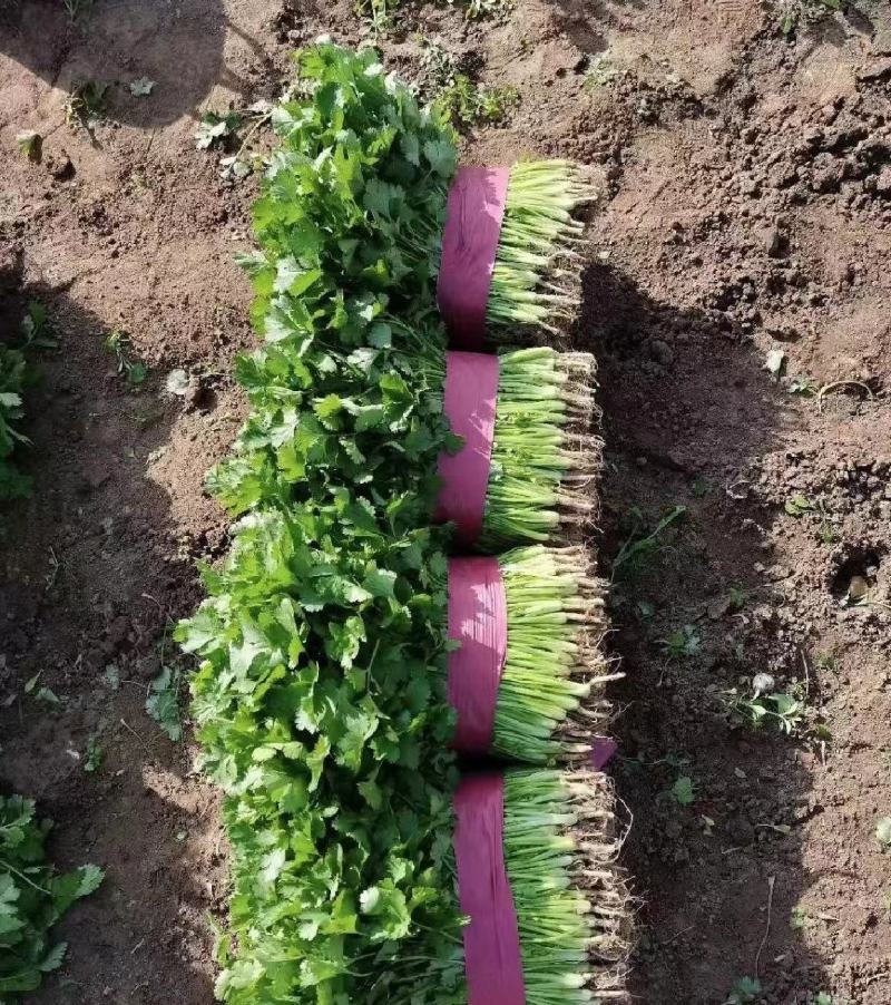 江苏香菜，大叶香菜产地货源，品质保证，规格齐全欢迎下单