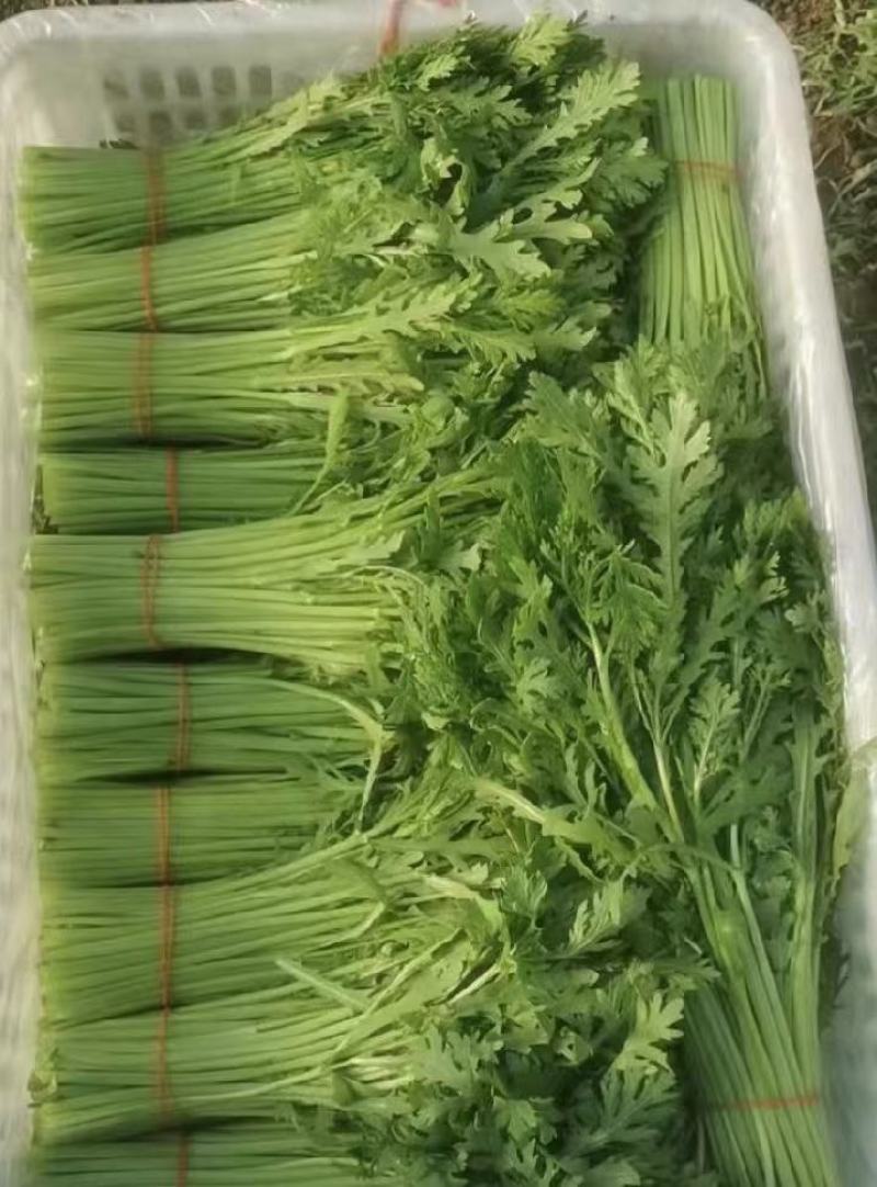 茼蒿，小叶茼蒿产地货源，直接发货，品质保证欢迎各地老板采购