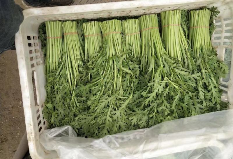 茼蒿，小叶茼蒿产地货源，直接发货，品质保证欢迎各地老板采购