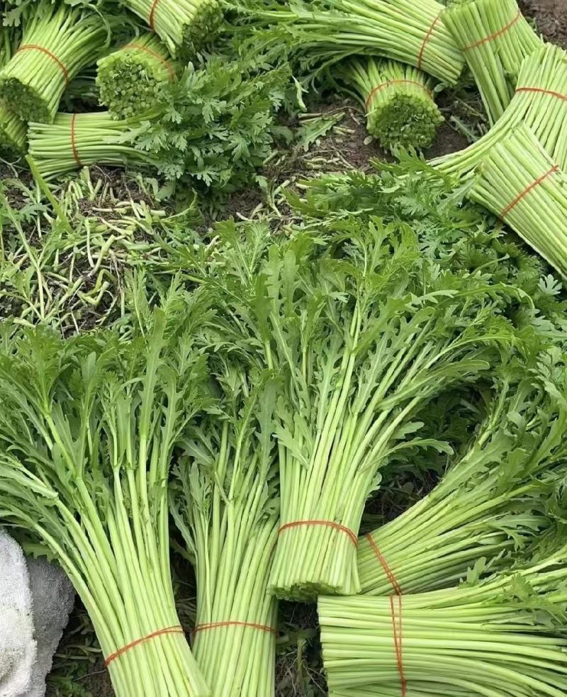 茼蒿，小叶茼蒿产地货源，直接发货，品质保证欢迎各地老板采购