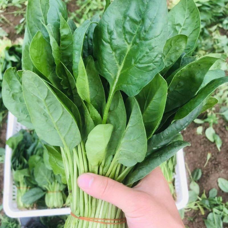 菠菜，精品大叶菠菜，品质保证，货源充足稳定，欢迎下单。