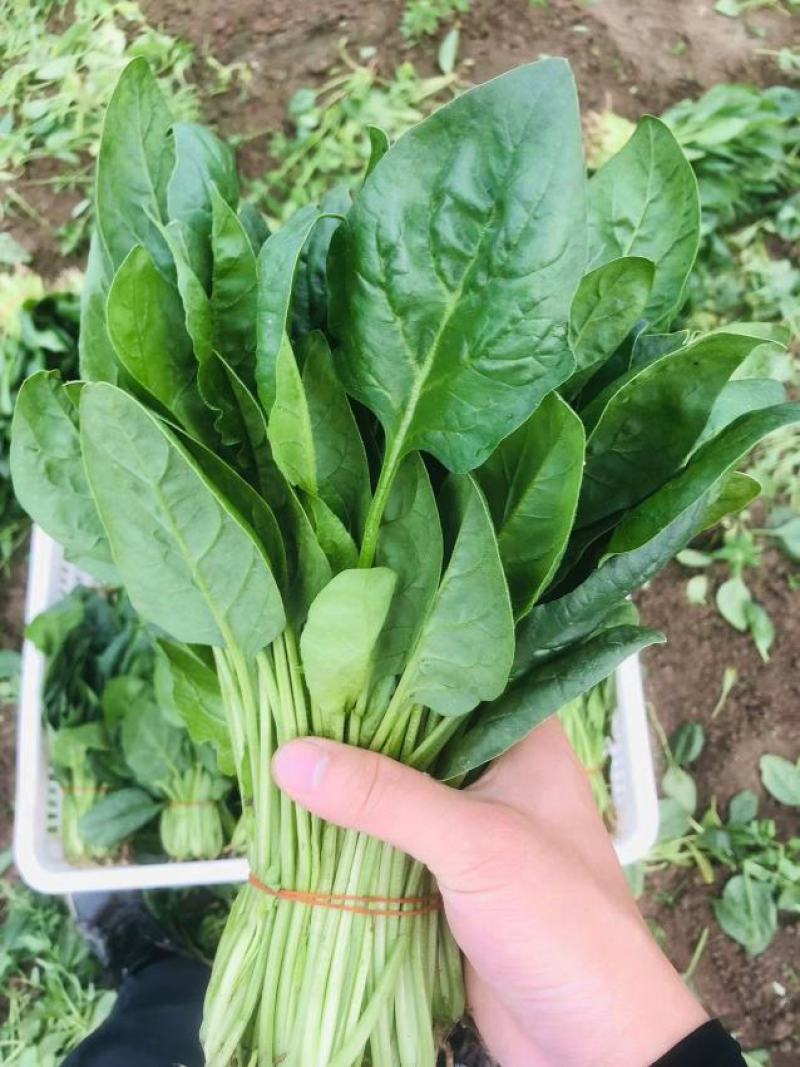 菠菜，精品大叶菠菜，品质保证，货源充足稳定，欢迎下单。