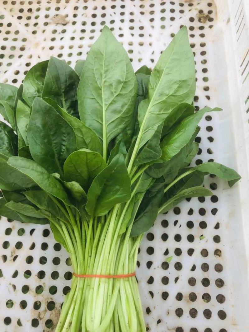 菠菜，精品大叶菠菜，品质保证，货源充足稳定，欢迎下单。