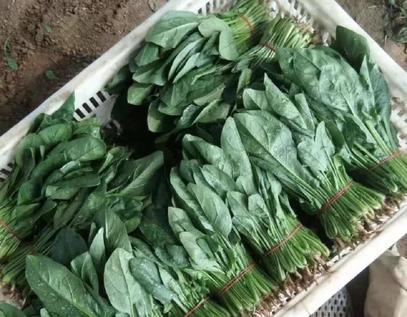 菠菜，精品大叶菠菜，品质保证，货源充足稳定，欢迎下单。