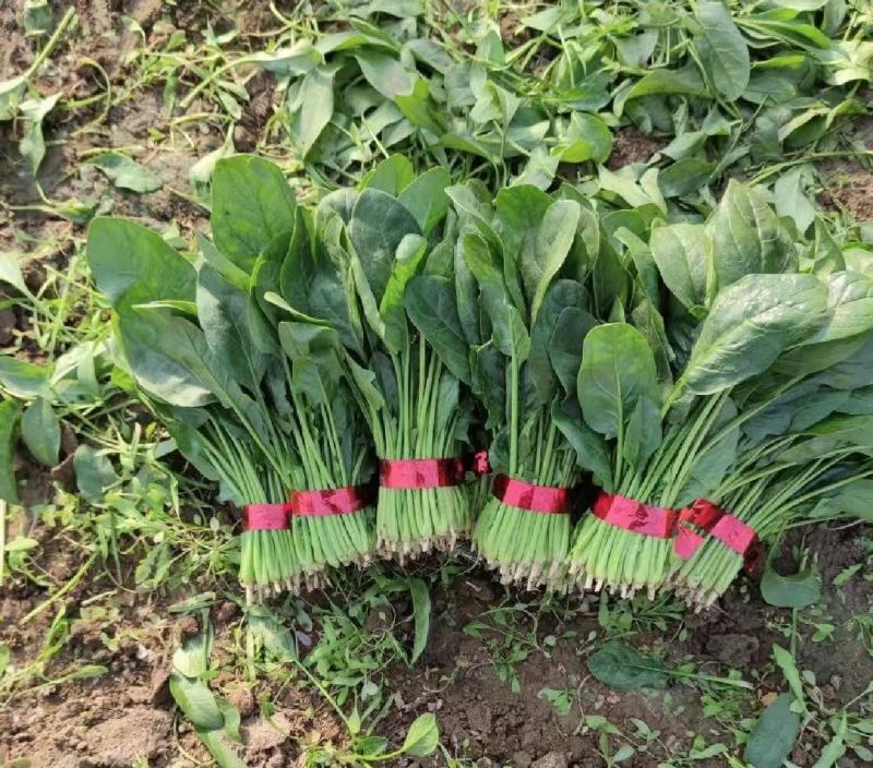 菠菜，精品大叶菠菜，品质保证，货源充足稳定，欢迎下单。