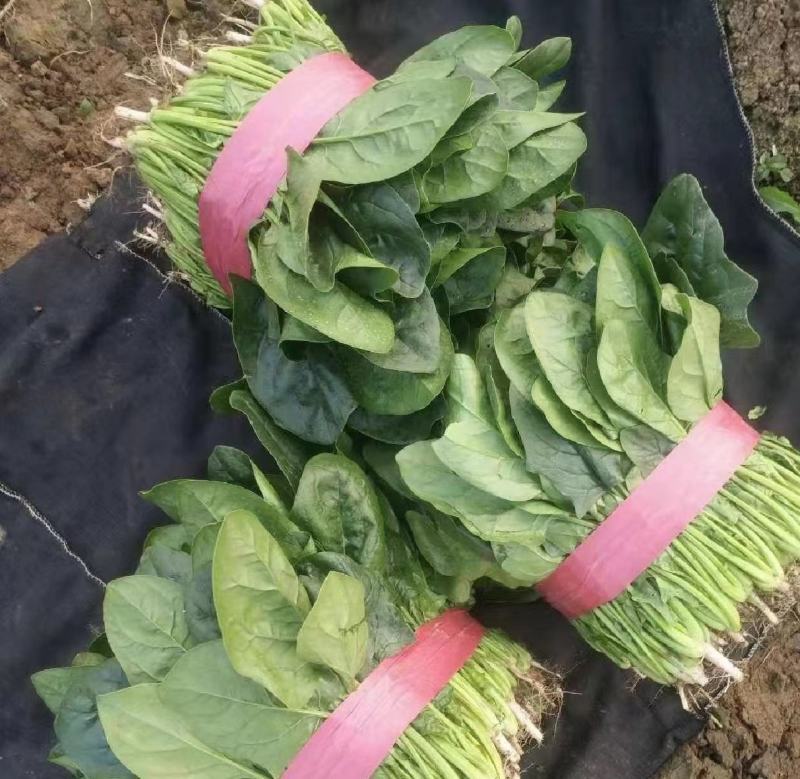 菠菜，精品大叶菠菜，品质保证，货源充足稳定，欢迎下单。