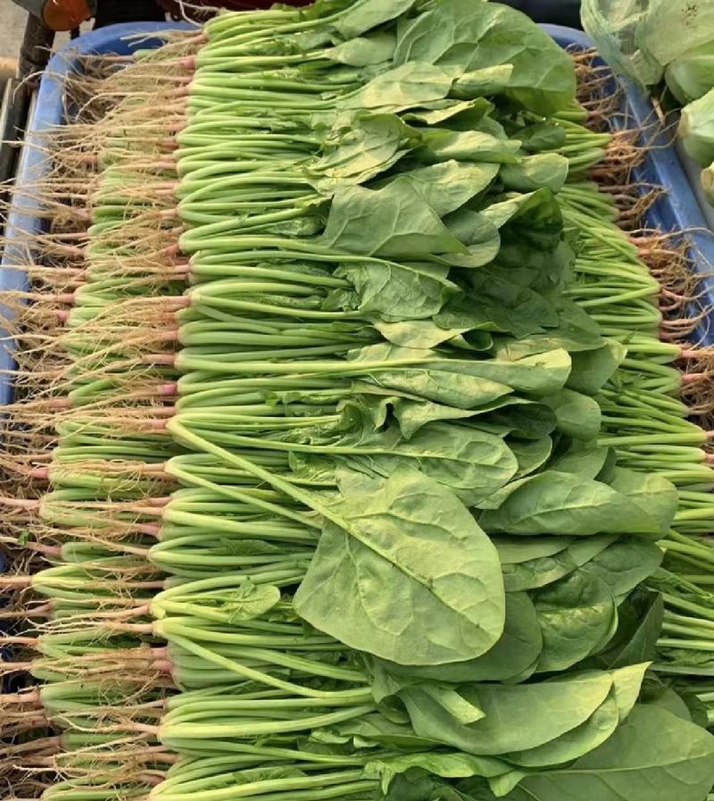 菠菜，精品大叶菠菜，品质保证，货源充足稳定，欢迎下单。