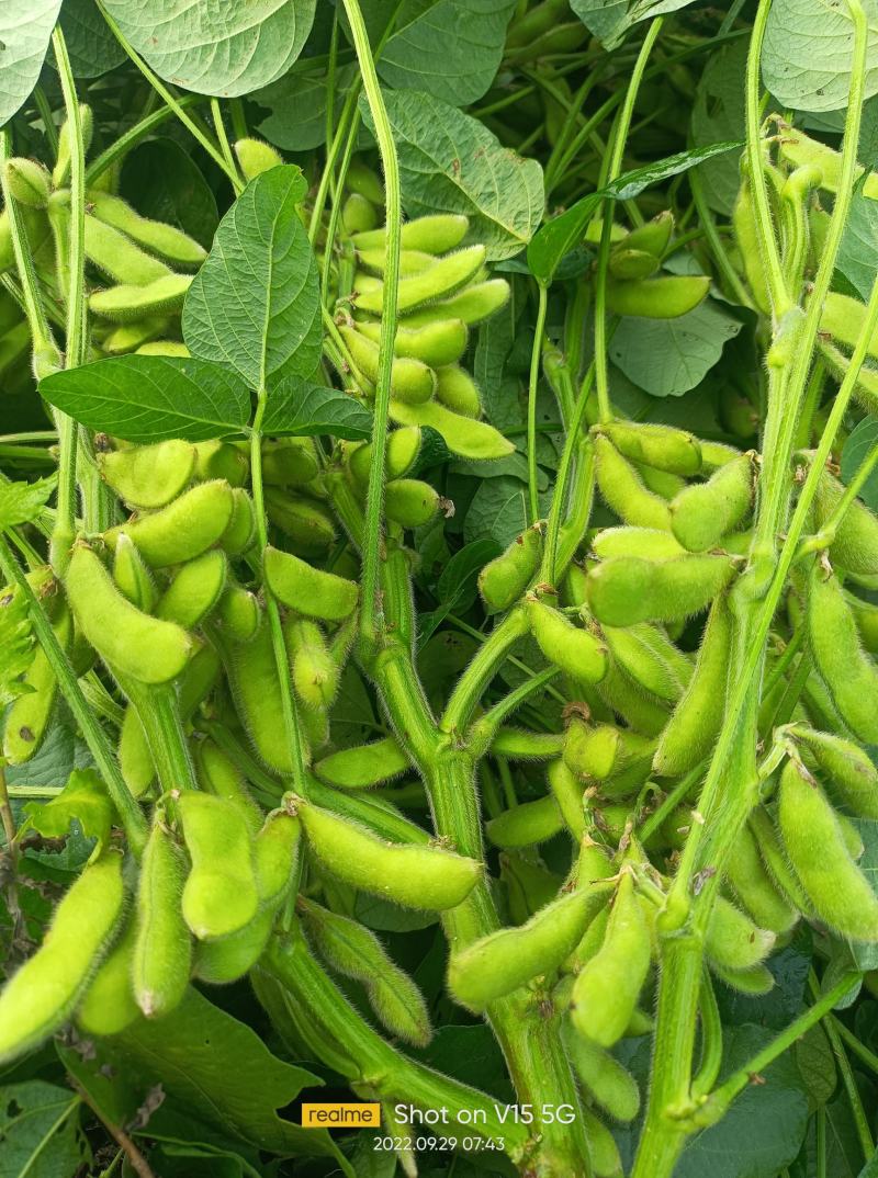 大青豆小寒王