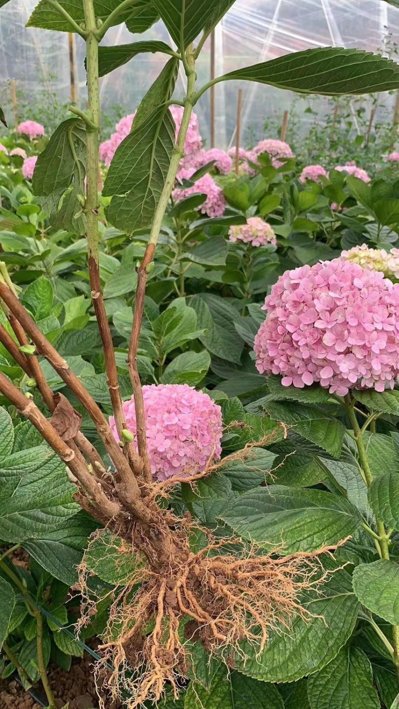 绣球老桩苗法国八仙花老根绣球花苗绿化工程苗木混装当年开花