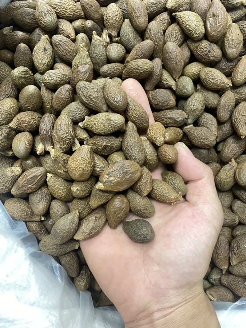 胖大海精品胖大海无硫无熏蒸干净无杂质无虫咬