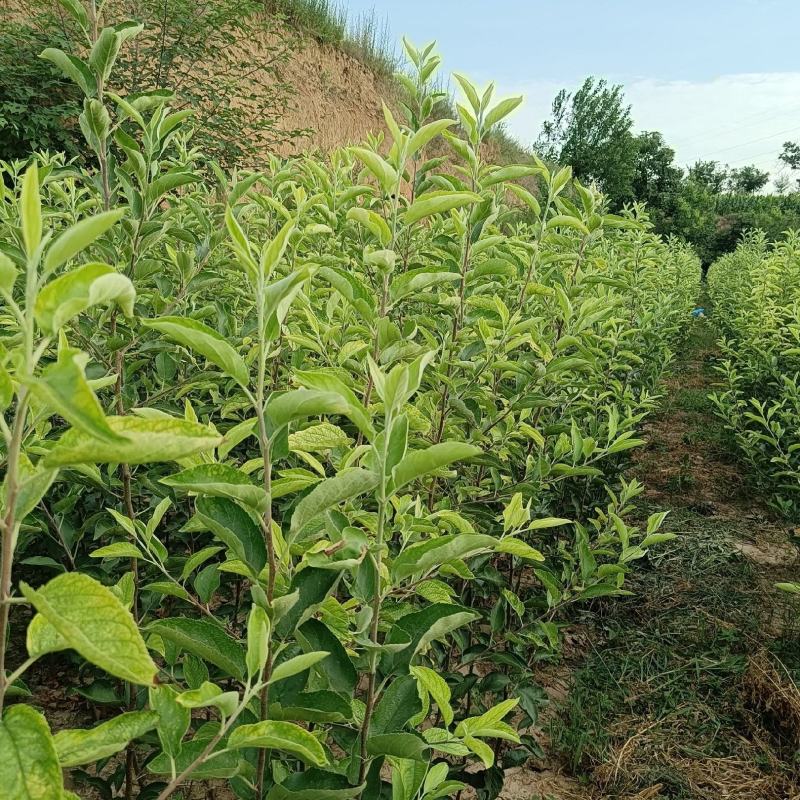 供应秦阳乔化苹果苗，秦脆苹果苗