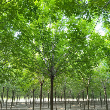 15公分白蜡，15公分速生白蜡，15公分大叶白蜡