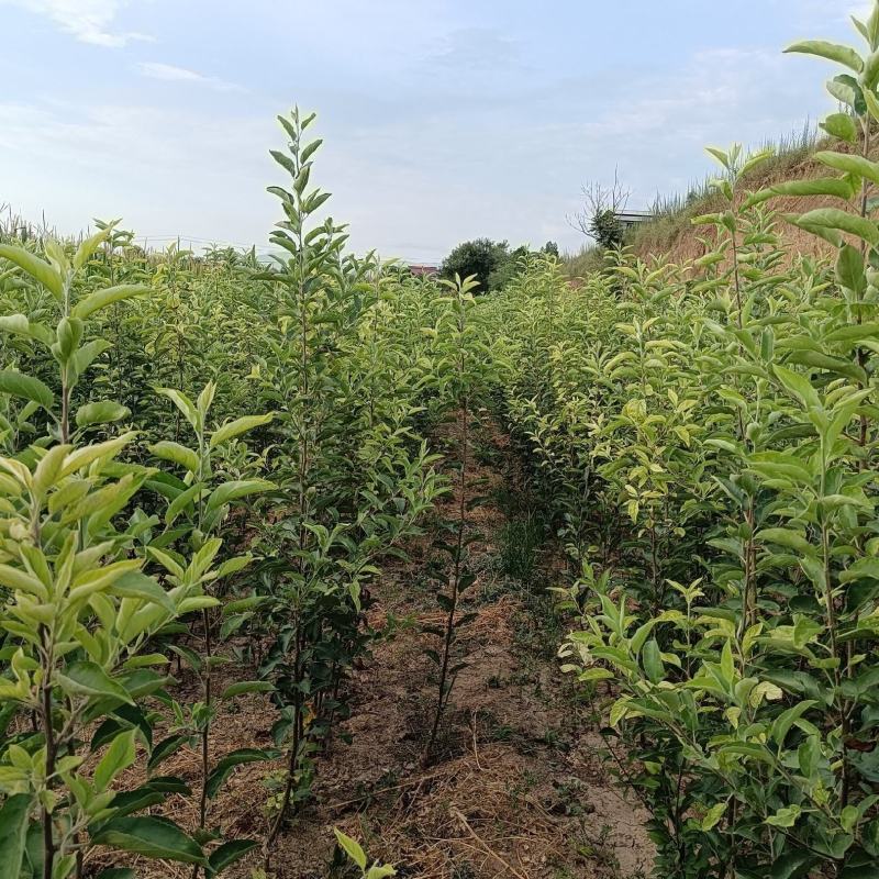 供应秦阳乔化苹果苗，秦脆苹果苗