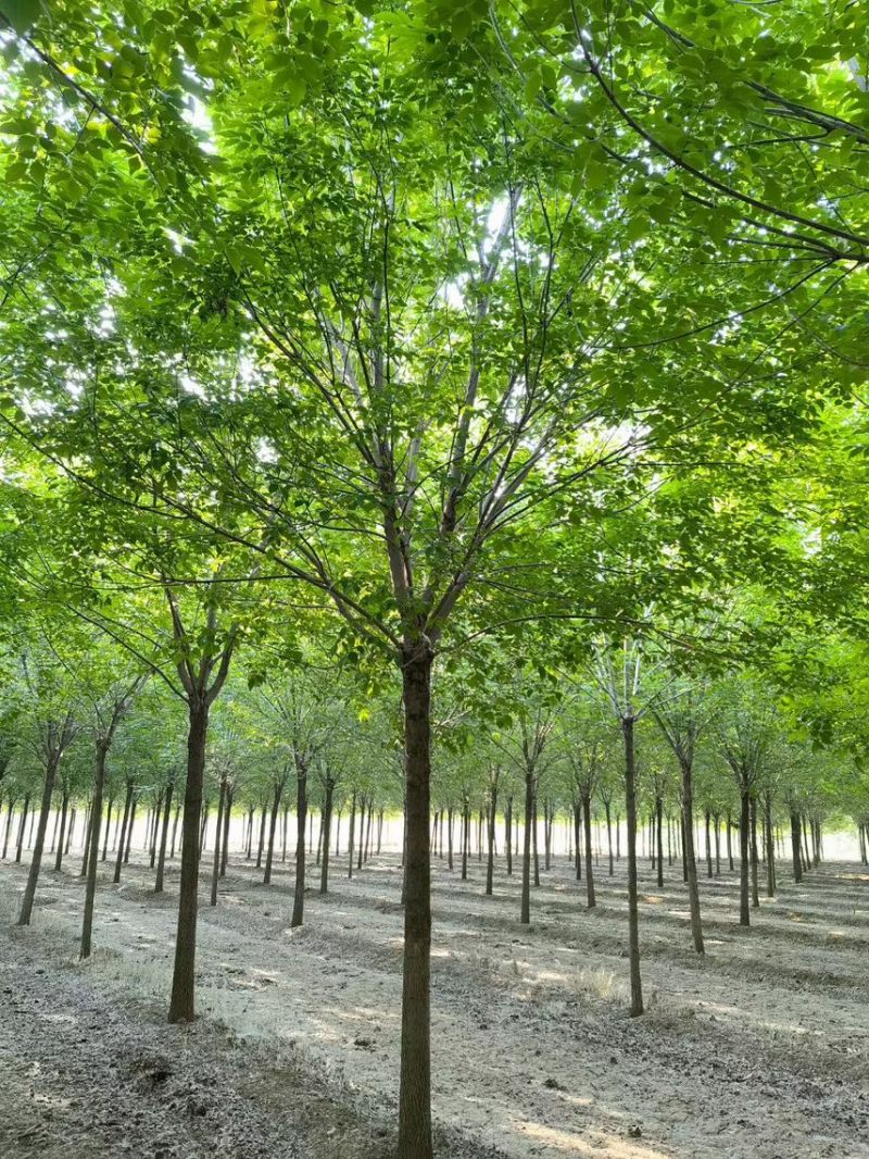 15公分白蜡，15公分速生白蜡，15公分大叶白蜡
