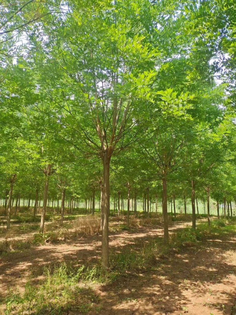 15公分白蜡，15公分速生白蜡，15公分大叶白蜡