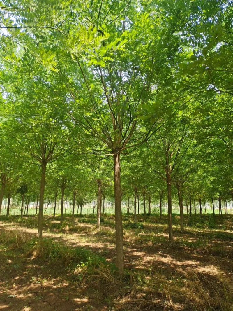 15公分白蜡，15公分速生白蜡，15公分大叶白蜡