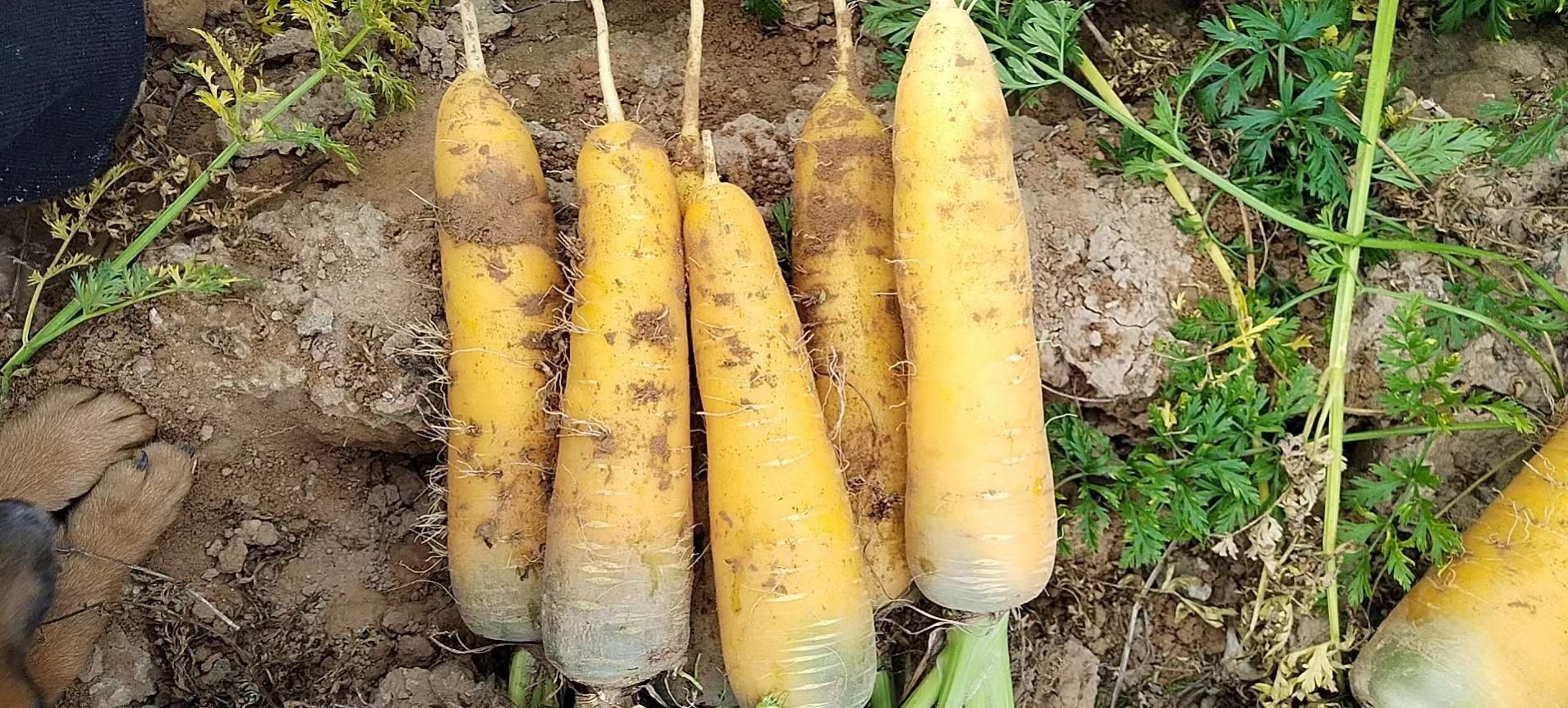 胡萝卜头切割示意图